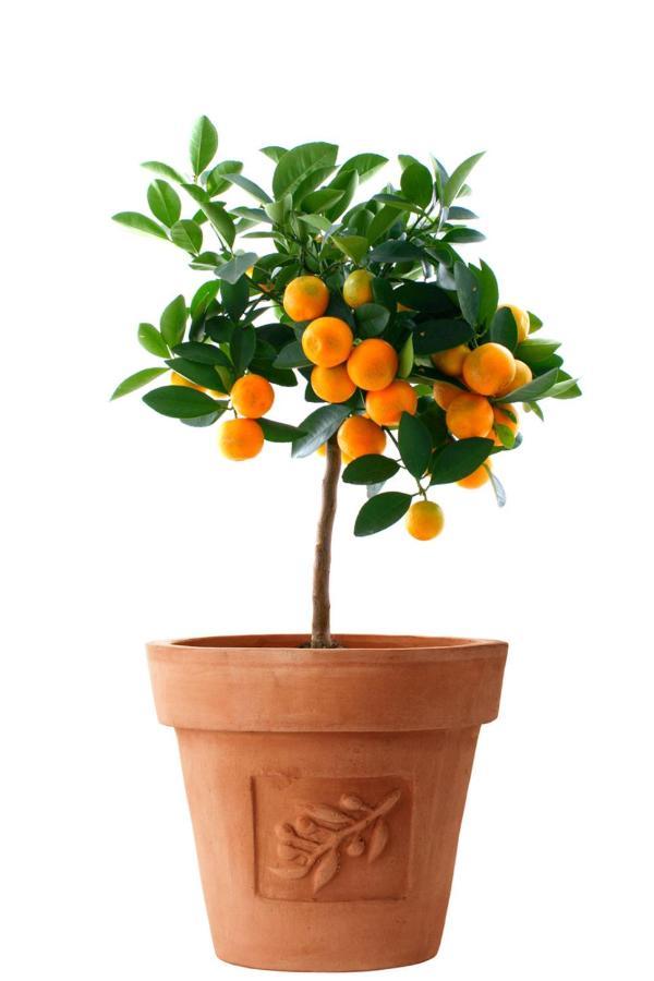 Апартаменты Orange Tree Garden Трогир Экстерьер фото